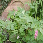 Dicentra Spectabilis [Bleeding Heart] 2nd Flush 07.08 (Dicentra spectabilis)