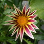 New gazania