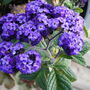 Heliotrope
