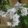 Solanum flower in the rain. (Solanum laxum)