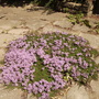 Garden Thyme [Thymus vulgaris] 07.08 (Thymus vulgaris)