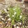 Lavender 'Arctic Snow' [Lavendula angustifola] 07.08 (Lavandula angustifolia  ... 'Arctic Snow' (Vistabile))