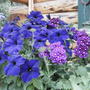 Petunia and Verbena