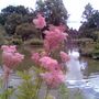 Wisley_lake