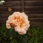 Hybrid Tea Rose 'Whisky Mac' 07.08 (Rosa hybrid tea 'Whisky Mac')