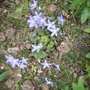 Serbian Bellflower/Campanula [Campanula poscharskyana] 07.08 (Campanula poscharskyana)