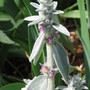 lamb's ears (Stachys byzantina (Lambs' ears))