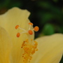 Hibiscus 7