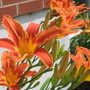 orange daylilies (hemerocallis)