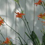 day lilies (hemerocallis)
