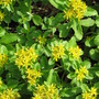 yellow blooms on sedum (Sedum spurium)
