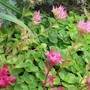 sedum in bloom (Sedum spurium)