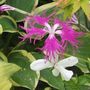 Dianthus Superba