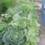 cabbage patch in allotment 