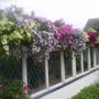 hanging baskets in allotment