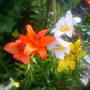 lillys in back garden