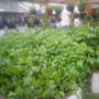 lucys potatoes in allotment