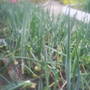onion bed in allotment