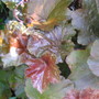 Heuchera Palace Purple (Heuchera cylindrica)