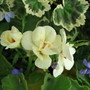 Geranium Guernsey Yellow (Geranium)