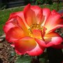 Betty Boop (Rosa)