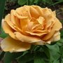 Honey Dijon (Rosa)