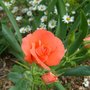 Marmalade Skies (Rosa)
