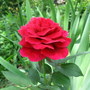 Mr. Lincoln (Rosa)