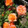 New Year (Rosa)