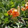 Hummingbird w/ Tiger lily :)