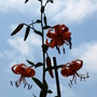 Tiger lilies in the sky :)