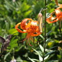 A garden flower photo