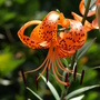 Hope you guys like Tiger lilies as much as I do...  :)