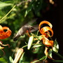 A garden flower photo