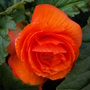 Shirley's Begonia
