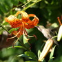 A garden flower photo