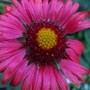Gaillardia