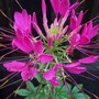 Cleome