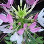 Cleome