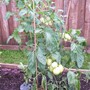 Tomato