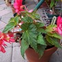 Begonia