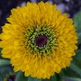 Rudbeckia hirta 'Maya' (Rudbeckia hirta 'Maya')