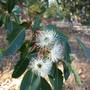 Red gum flowers (Eucalyptus calophylla)