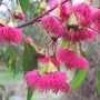 Pink flowering yellow gum (Eucalyptus leucoxylon)