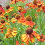 Hellenium 'Moorheim Beauty' (Hellenium 'Moorheim Beauty')