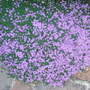 Thyme (Ornamental creeping) (Thymus serpyllum (Creeping thyme))