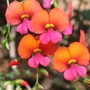 Kennedia stirlingii (Kennedia stirlingii)