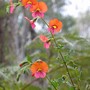 Kennedia stirlingii (Kennedia stirlingii)