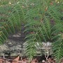 Pteridium esculentum (Pteridium esculentum)