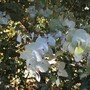 Ecalyptus cinerea (Eucalyptus cinerea)